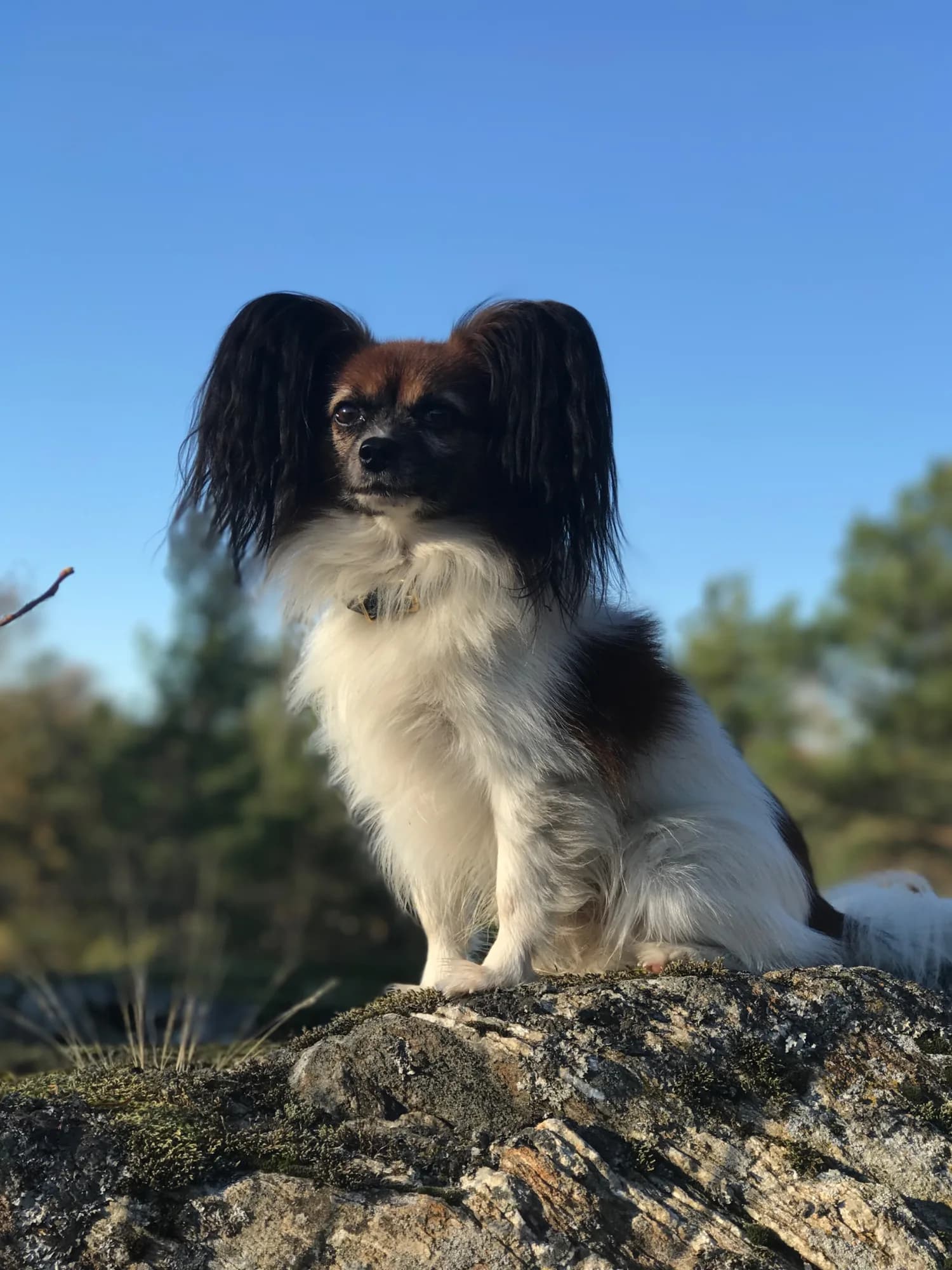 Frej