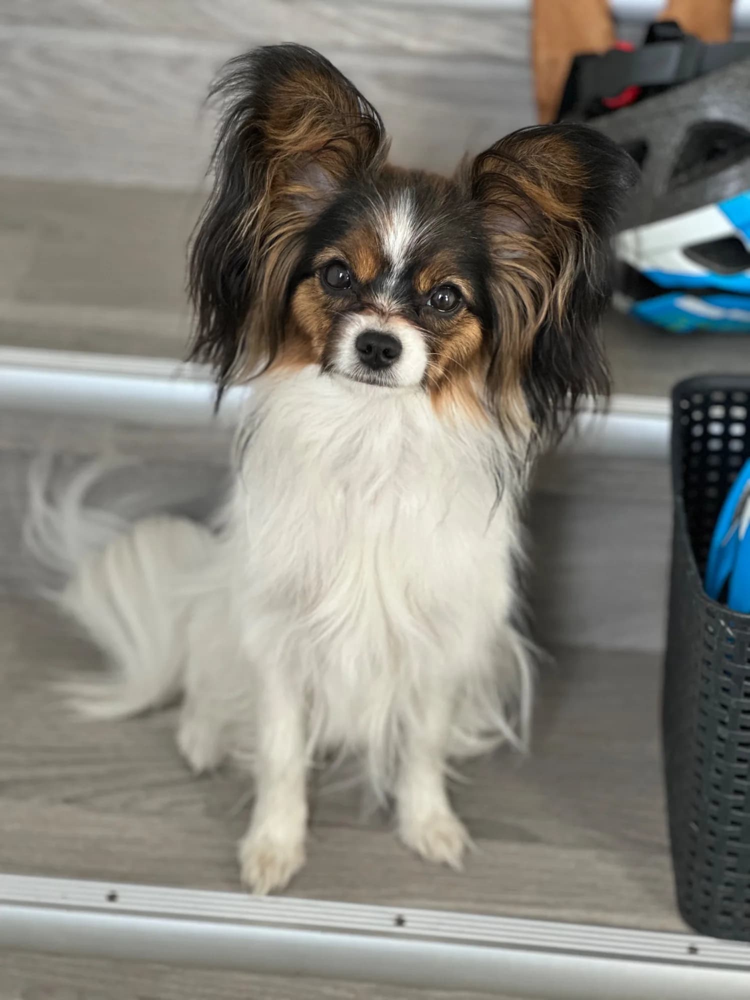 Lilja