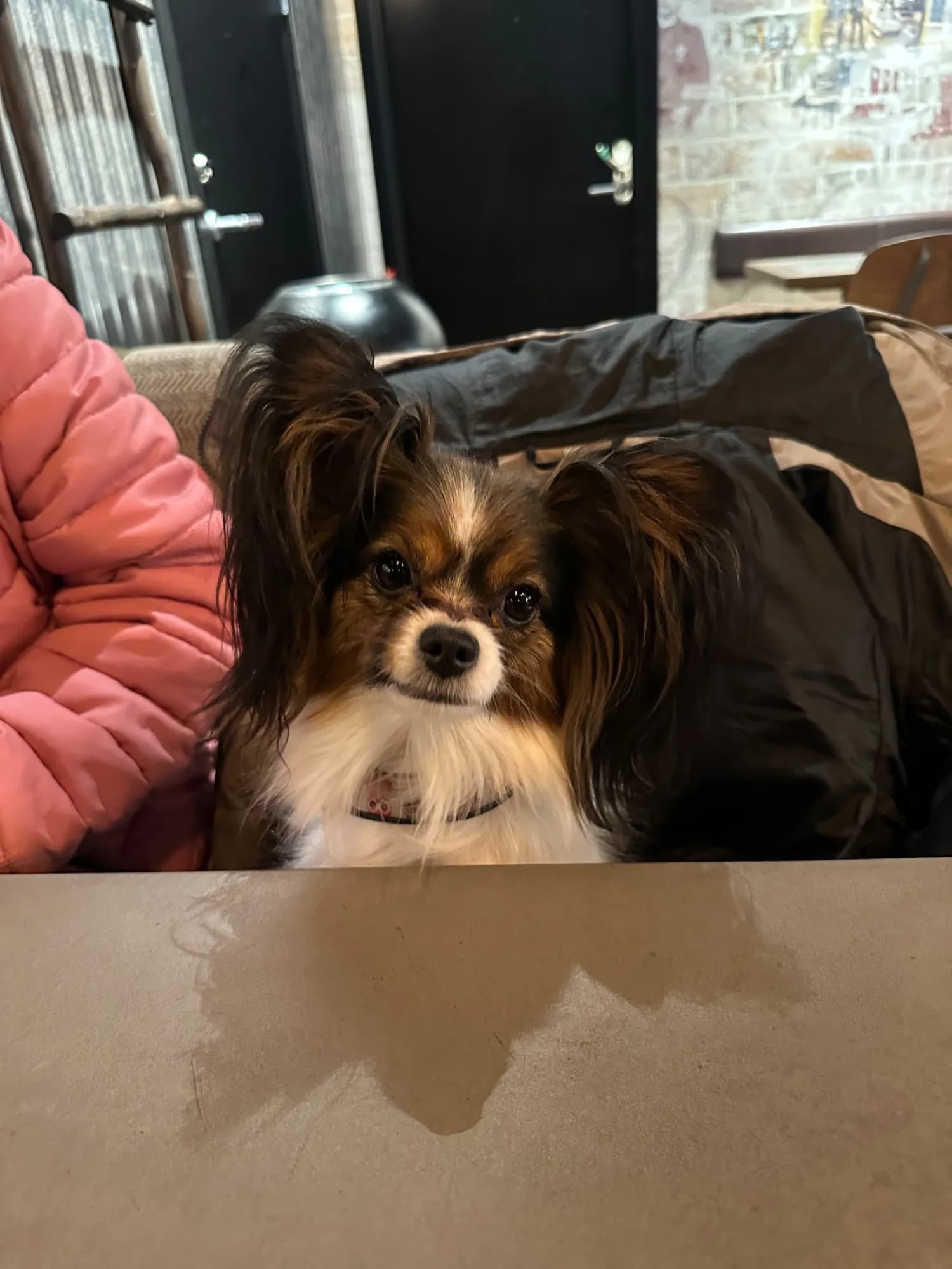 Lilja