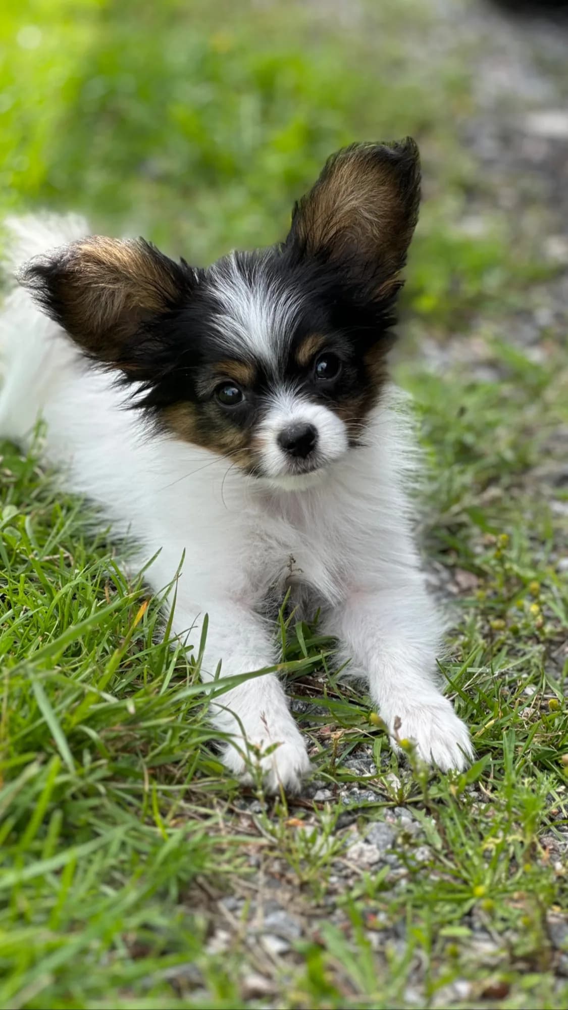 Lilja