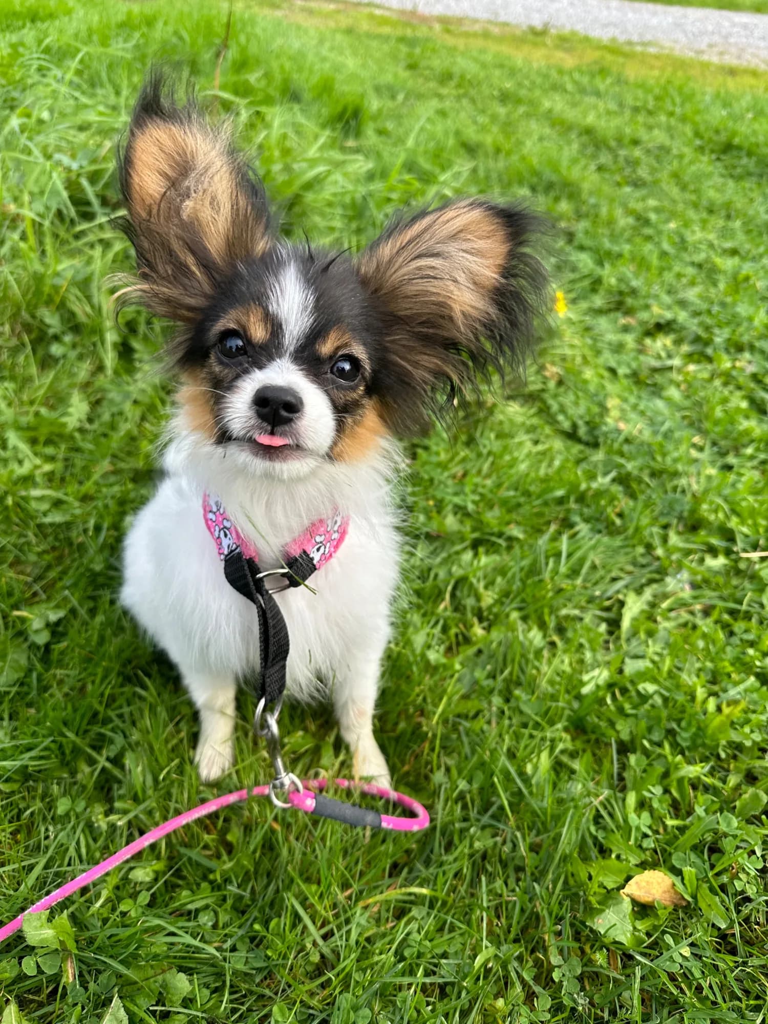 Lilja