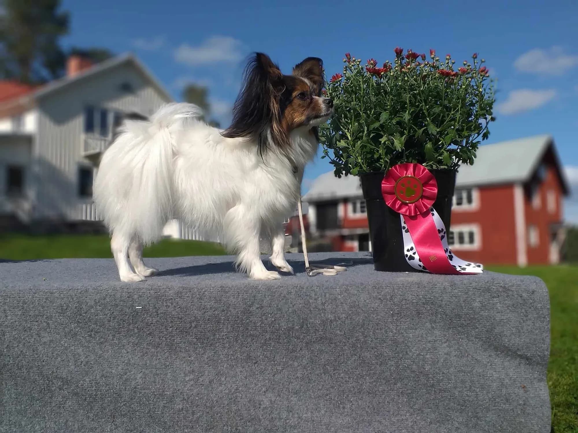Lilja