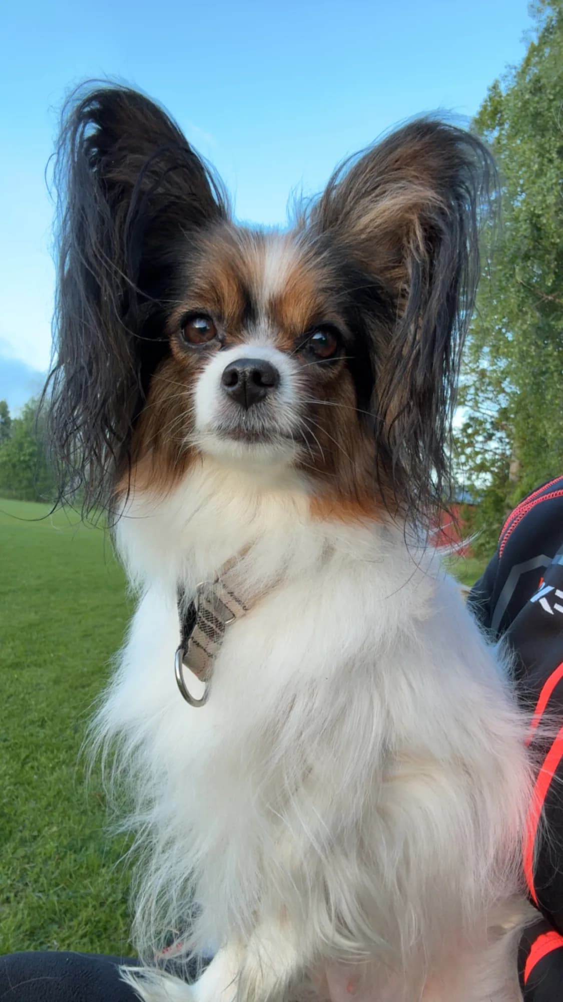 Lilja