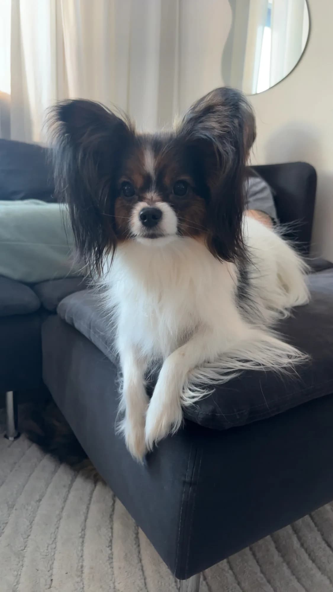 Lilja